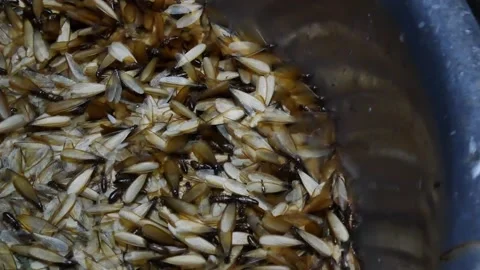Group of mayfly in nature. Video stock 131831190
