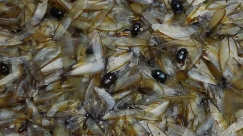 Group of mayfly in nature. Stock Footage 131831193