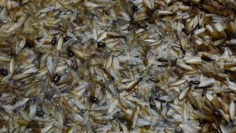 Group of mayfly in nature. Video stock 131831194