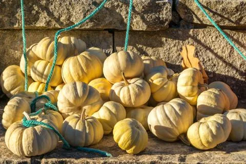 A group of medium-sized pumpkins laying on the large stone with bright blue-g 写真素材