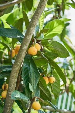 Group of medlars in a tree Foto stock