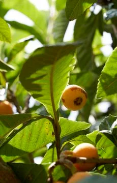 Group of medlars in a tree Stock Photos