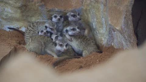 Group of meerkat Video stock 132050632