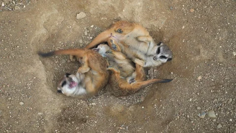 Group of meerkat mongoose animals playing, lying on back over sandy ground,.. Stock Footage 345431306