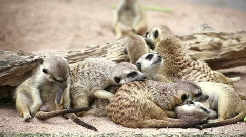 A group of meerkats are lying Stock Footage 36077920