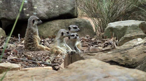 Group of meerkats Video stock 24184525