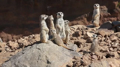 Group of meerkats Stock Footage 63025766