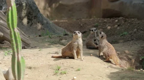 Group Of Meerkats Stock Footage 65787725