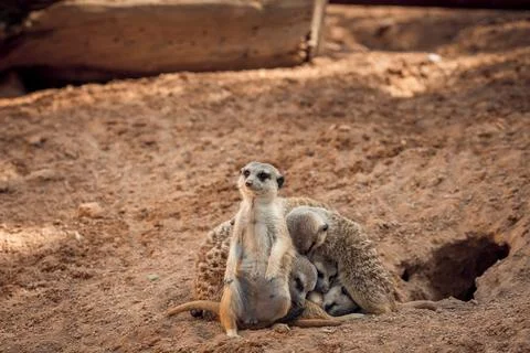 Group of meerkats hugging while sleeping Stock Photos
