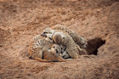 Group of meerkats hugging while sleeping Stock Photos