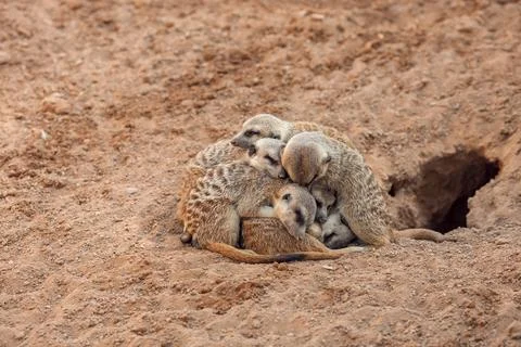 Group of meerkats hugging while sleeping Stock Photos