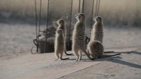 Group of Meerkats Looking into the Distance Stock Footage 236379787