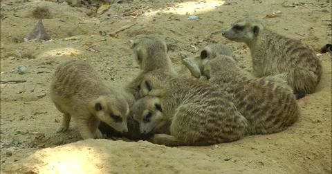 A group of meerkats outdoor 動画素材 343719440