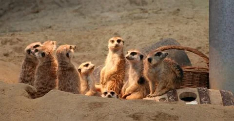 Group of Meerkats Stock Photos