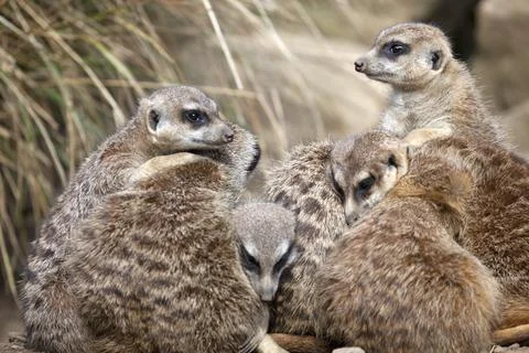 A group of Meerkats Stock Photos