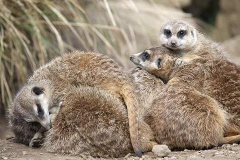 A group of Meerkats Stock Photos
