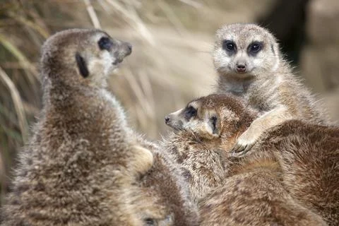 A Group of Meerkats Stock Photos