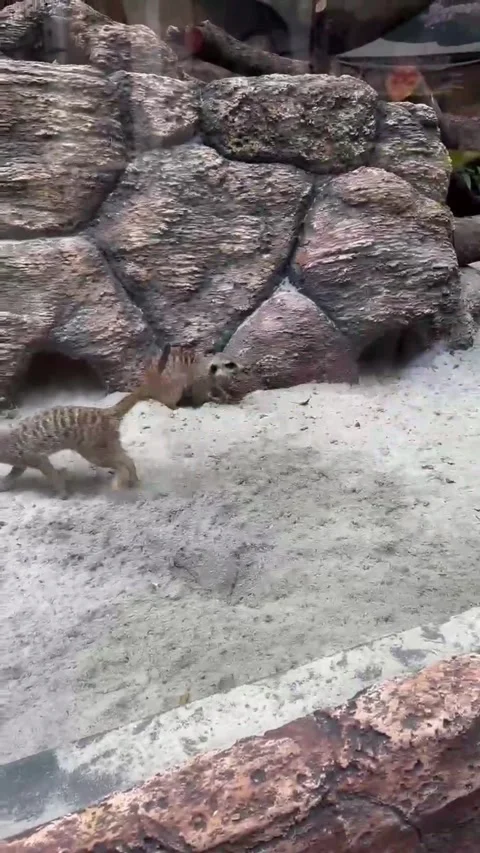 A group of meerkats playing Stock Footage 286331238