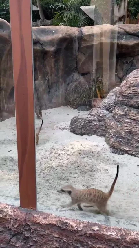 A group of meerkats playing Stock Footage 286331241