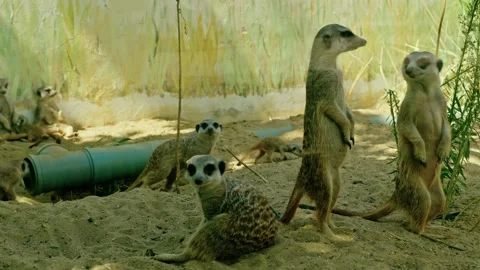 Group of Meerkats with Sentry Standing Guard in Zoo Enclosure 1 Stockbeeldmateriaal 343671131