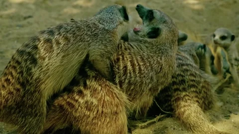 Group of Meerkats with Sentry Standing Guard in Zoo Enclosure 2 Video stock 343671376