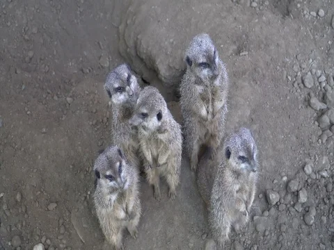 A group of meerkats standing and looking around Stock Footage 82842417