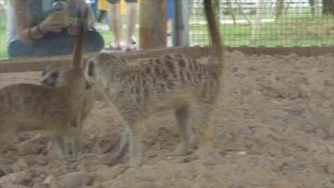 Group of a meerkats in a zoo Stock Footage 113552853