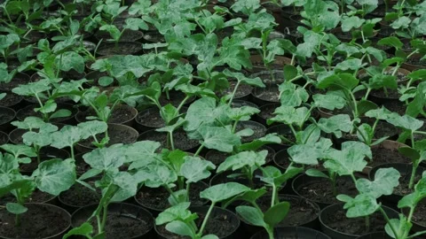 Group of melons seedlings in pots Stock Footage 130660141