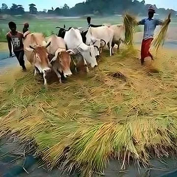 A group of men standing on grass with cows. Stock Photos
