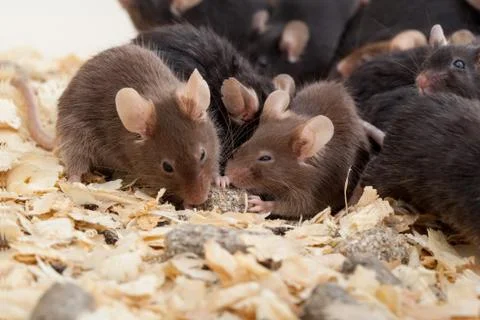 Group of mice Stock Photos