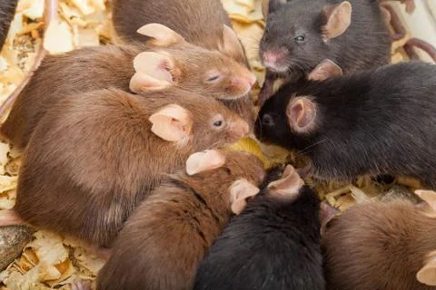 Group of mice Stock Photos