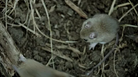 Group of mice playing Видео 347660492