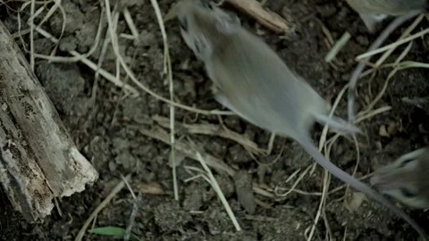 Group of Mice playing together Видео 347660499