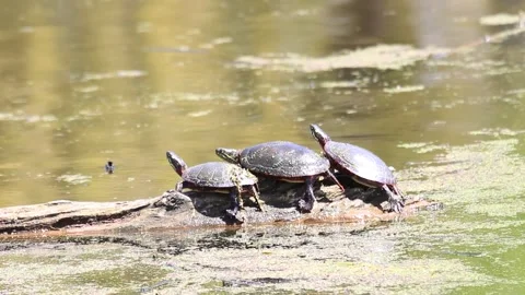 A group of midland painted turtles basking on a log in Ontario Canada. Stock Footage 154218792