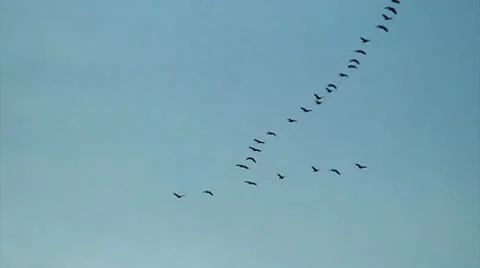 Group of migrating geese 2 Stock Footage 9438152
