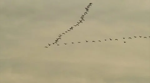 Group of migrating geese 3 Stock Footage 9438274