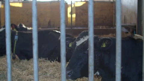 Group Of Milk Cows Stock Footage 148666384