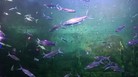 A group of milk fish swimming in a large breeding tank Stock Footage 295576223