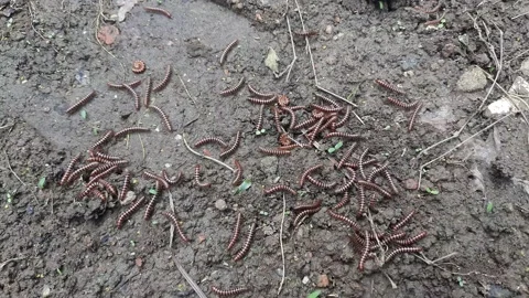 Group of Millipede in the ground. Stock Footage 159589465
