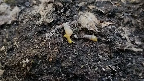 A group of miniature awlsnail or tropical awlsnail (Subulina octona) Stock Footage 314931453