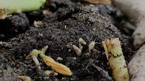 A group of miniature snails or tropical snails (Subulina octona) crawling Stock Footage 313254239