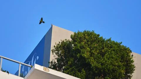 Group of mitred parakeets on the edges of the building, on green tree and one in 스톡 사진