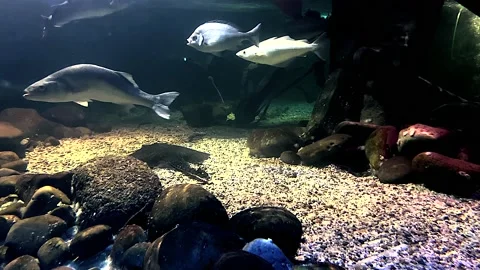 Group Of Mixed Fish Swimming Stock Footage 162791620