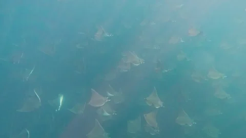 Group of Mobula Rays gliding under sunbeams Stock Footage 332483614