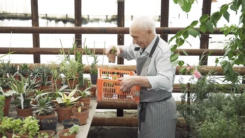 Group of modern gardeners working in a greenhouse. Agriculture and gardening Stock Footage