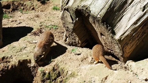 Group of mongoose suricate burrow Stock Footage 83571231