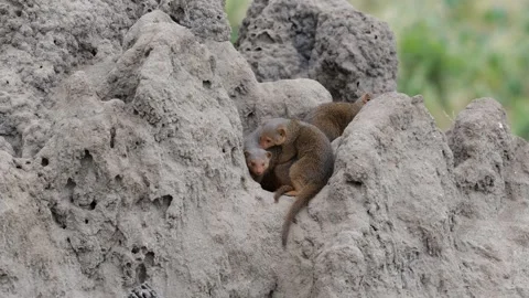 Group of Mongooses in Termite Mound | 4K Wildlife Footage Stock Footage 312202479