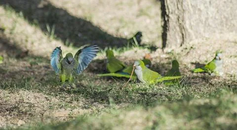 Group of the monk parakeets on the grass. Stock Photos