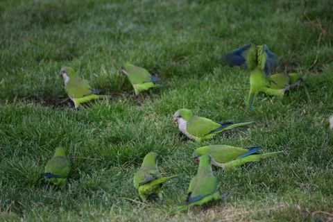 Group of monk parakeets perched on the grass outdoors 写真素材