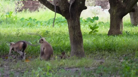 A Group of monkey climbing Stock-Footage 320006562